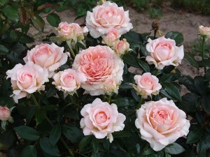 FRAGONARD (hybrid tea)